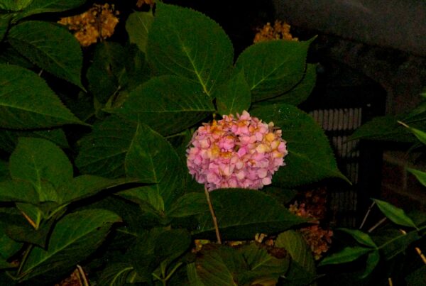 Image of a pink flower surrounding by green leaves blossoming after a thunderstorm.