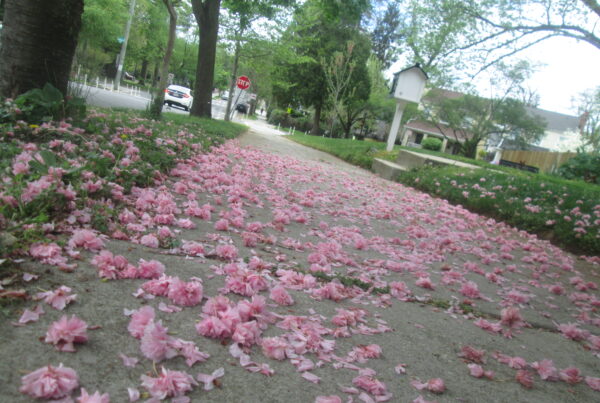Image of a sidewalk lined with pink flowers fallen from the tree.