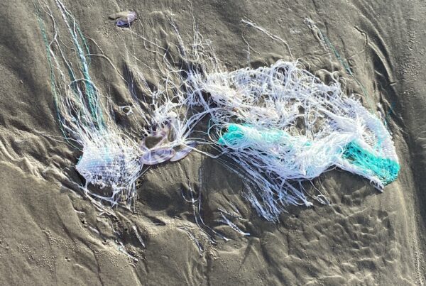 "streaks of plastic imprint the sand"